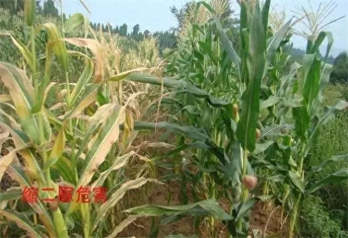 缩二脲复合肥的优点缺点(缩二脲复合肥好吗)