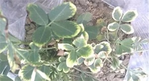 缩二脲复合肥的优点缺点(缩二脲复合肥好吗)