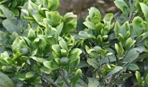 缩二脲复合肥的优点缺点(缩二脲复合肥好吗)