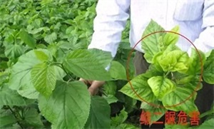 缩二脲复合肥的优点缺点(缩二脲复合肥好吗)
