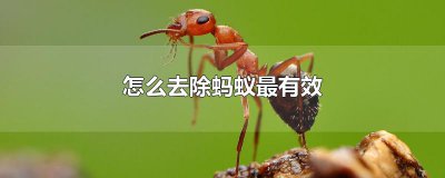 ​怎么去除蚂蚁最有效