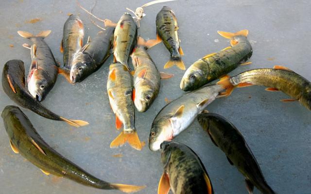 湟鱼百科（湟鱼的倔强:三年蜕减20万吨）(2)