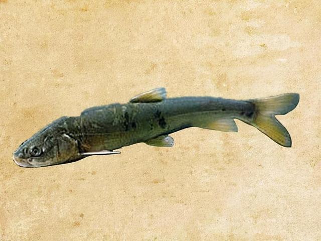 湟鱼百科（湟鱼的倔强:三年蜕减20万吨）(7)
