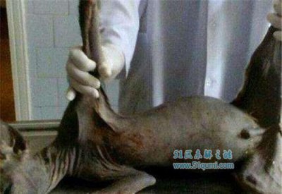 ​水猴子是什么？ 世界上有水猴子吗