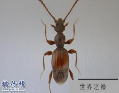 ​全球昆虫新物种：双斑粗角步甲一员 可喷60℃高温化学物质