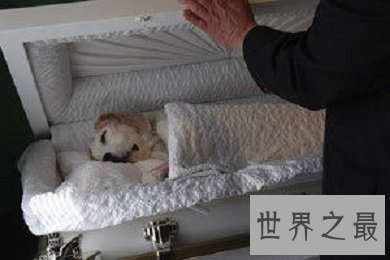 对于有生命有感情有家人的宠物，如何看待宠物安乐死