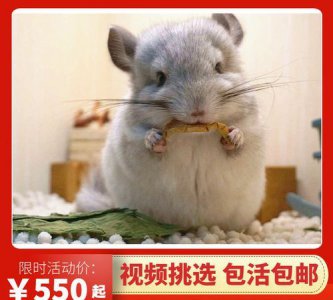 ​龙猫是猫吗蚂蚁庄园,我们经常养的宠物“龙猫″是猫