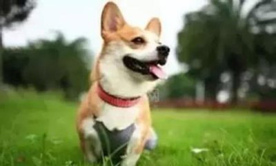 ​地球上排行榜 第一的格力犬，出名的格力犬