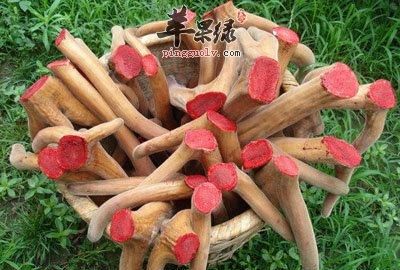 鹿茸的功效与作用以及用量