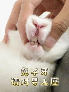 ​兔牙喵喵喵：外表清纯内心狂野的模特生活解析