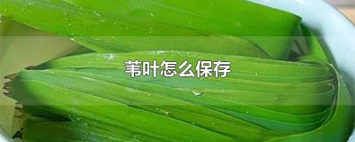 ​苇子叶怎么保存 芦苇叶能放多久