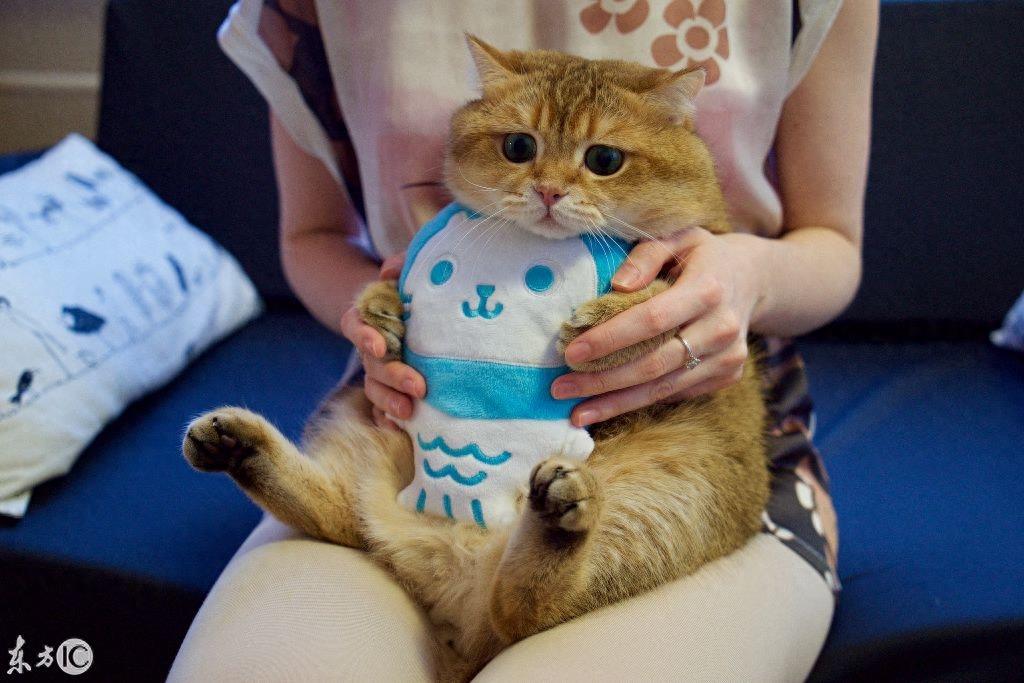 宠物摄影欣赏：盘点Instagram上的15只网红猫，个个人气爆棚