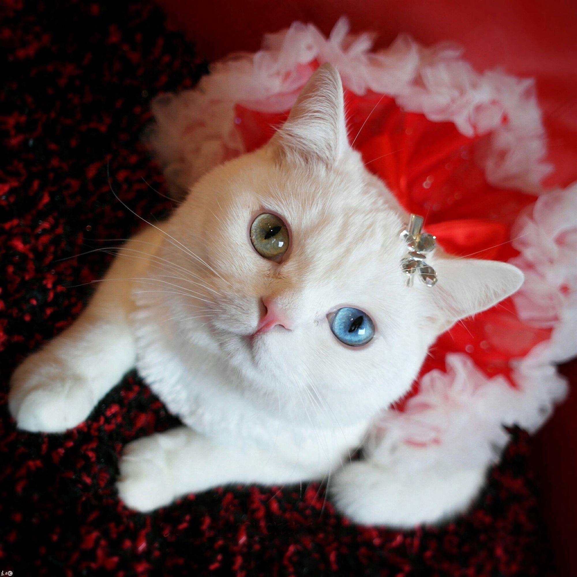 宠物摄影欣赏：盘点Instagram上的15只网红猫，个个人气爆棚
