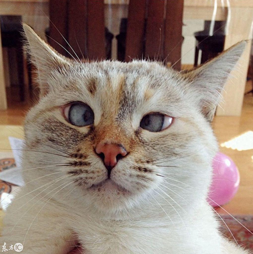 宠物摄影欣赏：盘点Instagram上的15只网红猫，个个人气爆棚