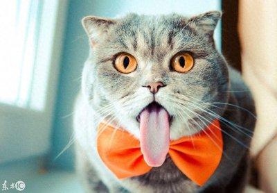 ​宠物摄影欣赏：盘点Instagram上的15只网红猫，个个人气爆棚