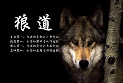 ​30岁以上，我极力推荐你读《狼道》，以“狼”为师，学以致用