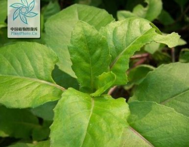 ​片仔癀的功效与作用（中药国粹片仔癀的主要功能介绍）