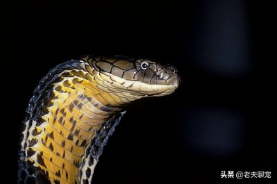 ​最大的毒蛇，平头哥也搞不定的“辣条”，中国十大毒蛇之眼镜王蛇