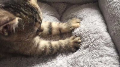 ​猫跟人有缘是什么预兆（猫和人的缘分是注定的）