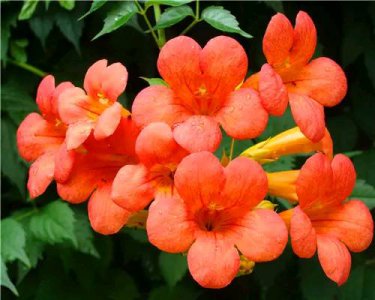 ​炮仗花和凌霄花的区别（别再把炮仗花认成凌霄花）