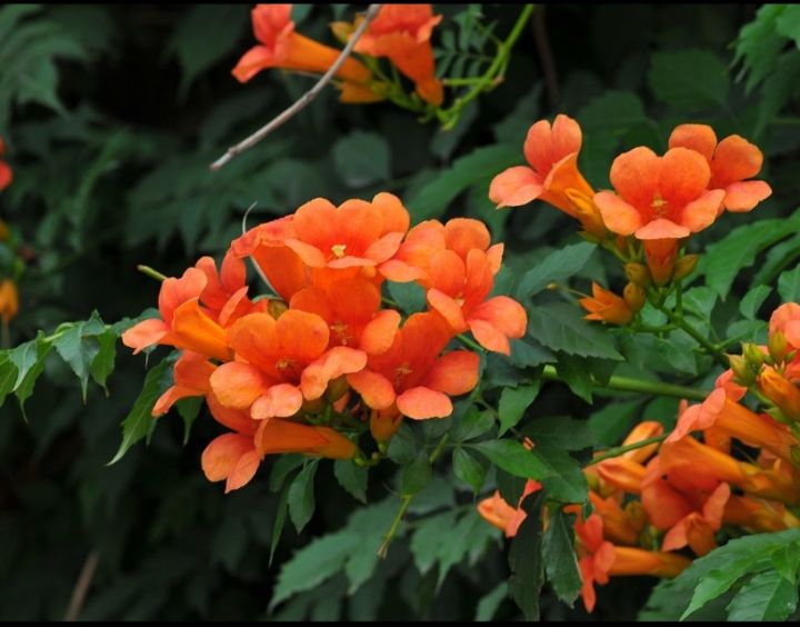 炮仗花和凌霄花的区别（别再把炮仗花认成凌霄花）