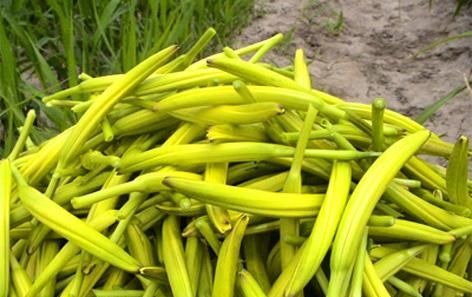 黄花磷酸是什么药