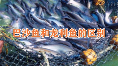 ​巴沙鱼英文是什么 巴沙鱼英文叫什么