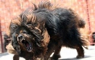 八大藏獒里数量最多，卖价却也最高的青狼獒太凶悍