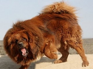八大藏獒里数量最多，卖价却也最高的青狼獒太凶悍