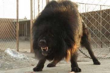 八大藏獒里数量最多，卖价却也最高的青狼獒太凶悍