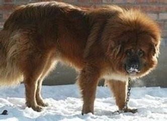 八大藏獒里数量最多，卖价却也最高的青狼獒太凶悍