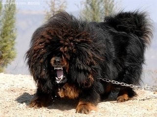 八大藏獒里数量最多，卖价却也最高的青狼獒太凶悍