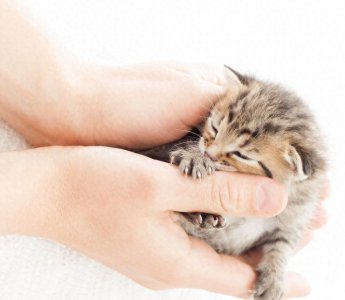 ​世界上最小的猫长得有多可爱？想不到它竟然比你的手掌还小！