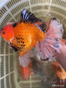 ​金鱼常见的炸鳞病如何治疗