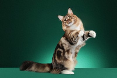​猫奴时代的来临：揭秘男性为何越来越多地选择养猫