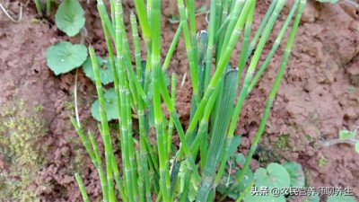 ​用节节草煮水泡脚，好处这么多，以前都认为它是杂草