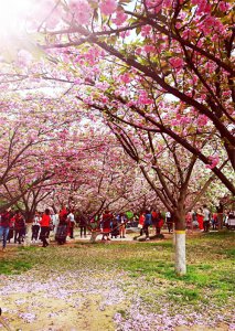 ​青龙寺，西安不可错过的樱花圣地