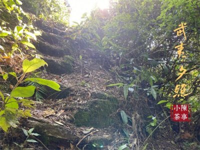 ​山场作假、瞎套噱头、美化工艺，岩茶圈骗人套路大揭秘
