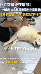 ​广州超40只狗被毒杀，什么毒？据说闻了就死？死亡数还在增加！