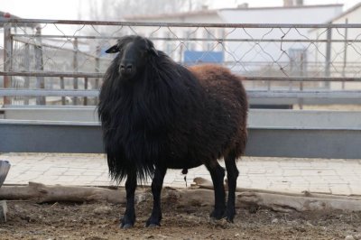 ​内蒙古一公司乌骨羊丢失，乌骨羊是什么羊？有什么好？珍贵吗？