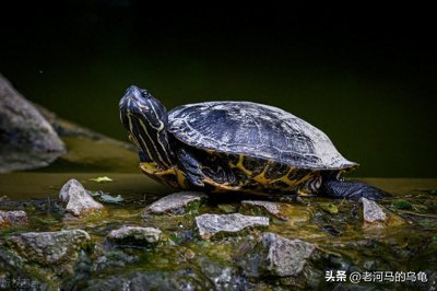​巴西龟还是草龟？养龟新手上路，哪个更好养？