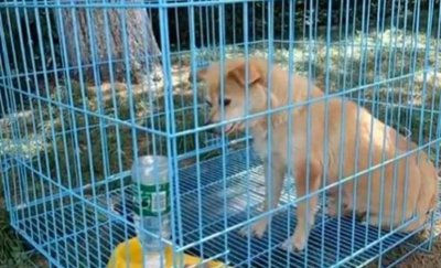 ​10多岁的“校犬”，因高考被关禁闭，几天后还成了网红