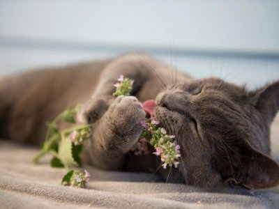 ​猫薄荷的真相，你不知道的“吸毒”现场