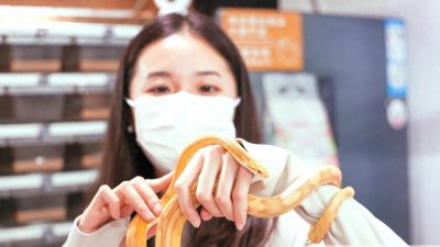 ​黄金蟒是“贪吃蛇”、广西带“蛇”名的植物有80多种