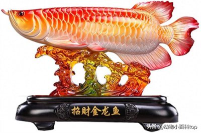 ​世界十大名贵龙鱼