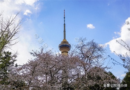 玉渊潭樱花开了么？坏消息来了：今年的玉渊潭樱花节被取消