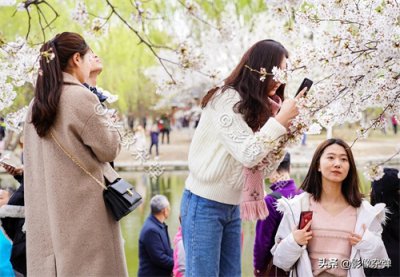 ​玉渊潭樱花开了么？坏消息来了：今年的玉渊潭樱花节被取消