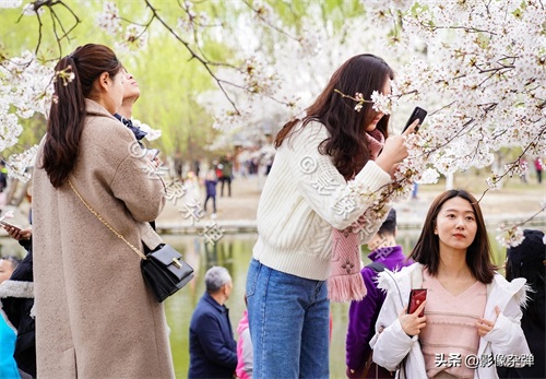 玉渊潭樱花开了么？坏消息来了：今年的玉渊潭樱花节被取消