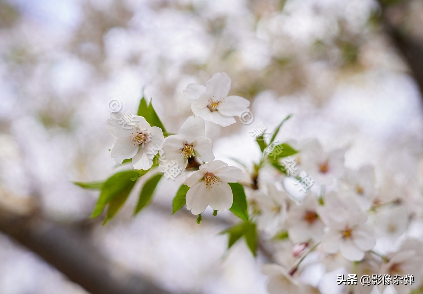 玉渊潭樱花开了么？坏消息来了：今年的玉渊潭樱花节被取消