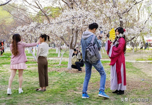 玉渊潭樱花开了么？坏消息来了：今年的玉渊潭樱花节被取消